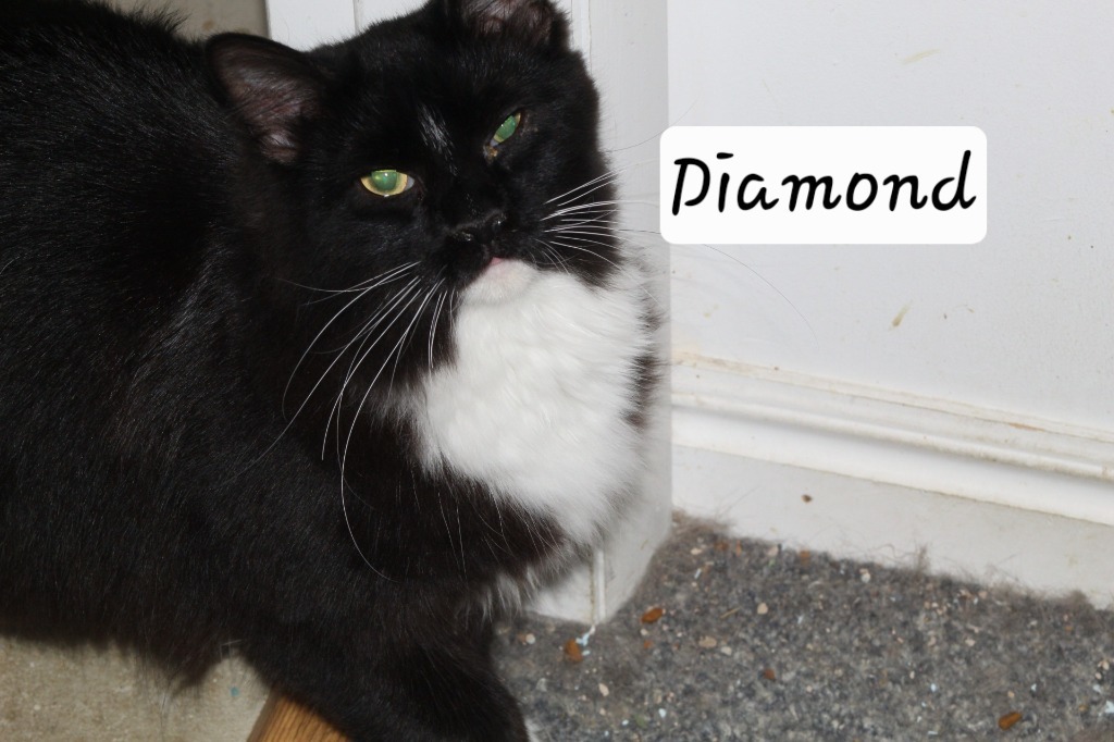 Diamond, an adoptable Domestic Long Hair in Ogden, UT, 84409 | Photo Image 1