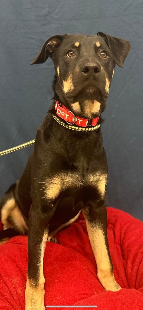 Choppa, an adoptable Rottweiler, Shepherd in Brookings, OR, 97415 | Photo Image 1