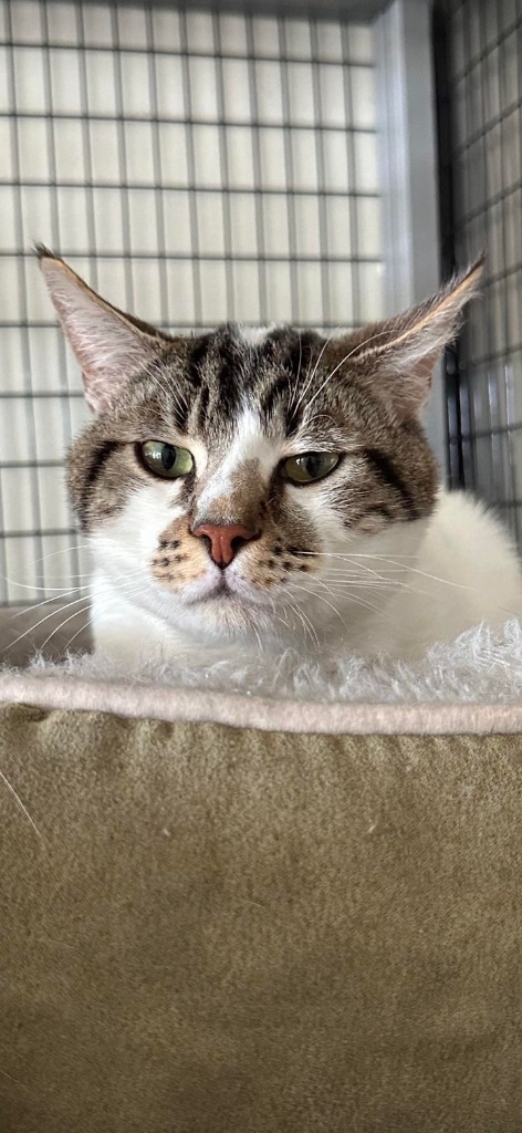 Dinkey, an adoptable Domestic Short Hair in Brookings, OR, 97415 | Photo Image 1