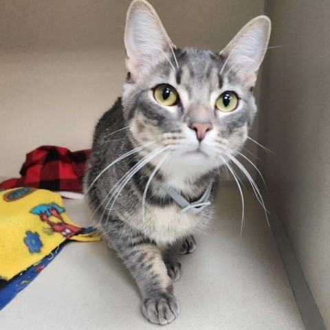 Louie, an adoptable Domestic Short Hair in Great Falls, MT, 59404 | Photo Image 1