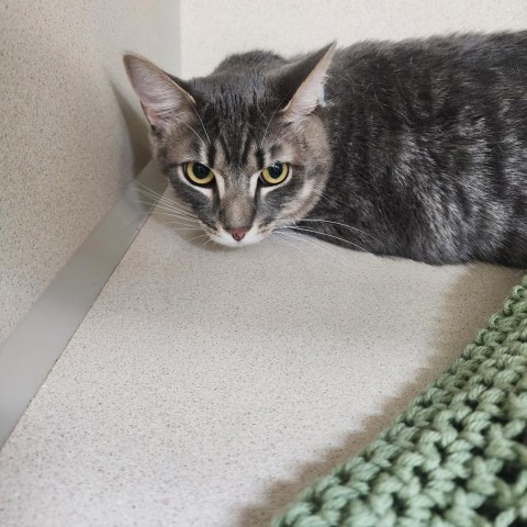 Louie, an adoptable Domestic Short Hair in Great Falls, MT, 59404 | Photo Image 2