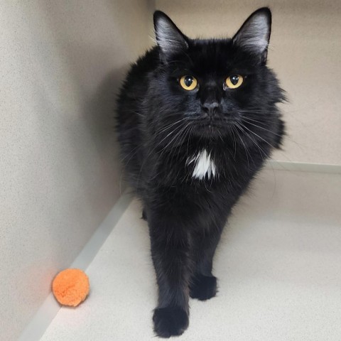 Dexter, an adoptable Domestic Long Hair in Great Falls, MT, 59404 | Photo Image 1