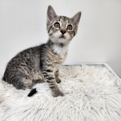 Gazelle, an adoptable Domestic Short Hair in Great Falls, MT, 59404 | Photo Image 1