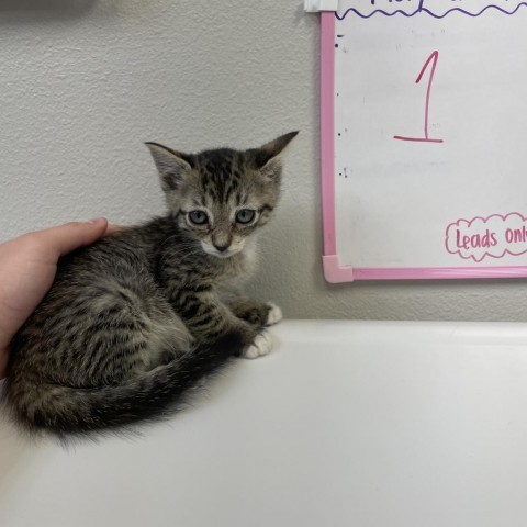 Gazelle, an adoptable Domestic Short Hair in Great Falls, MT, 59404 | Photo Image 2