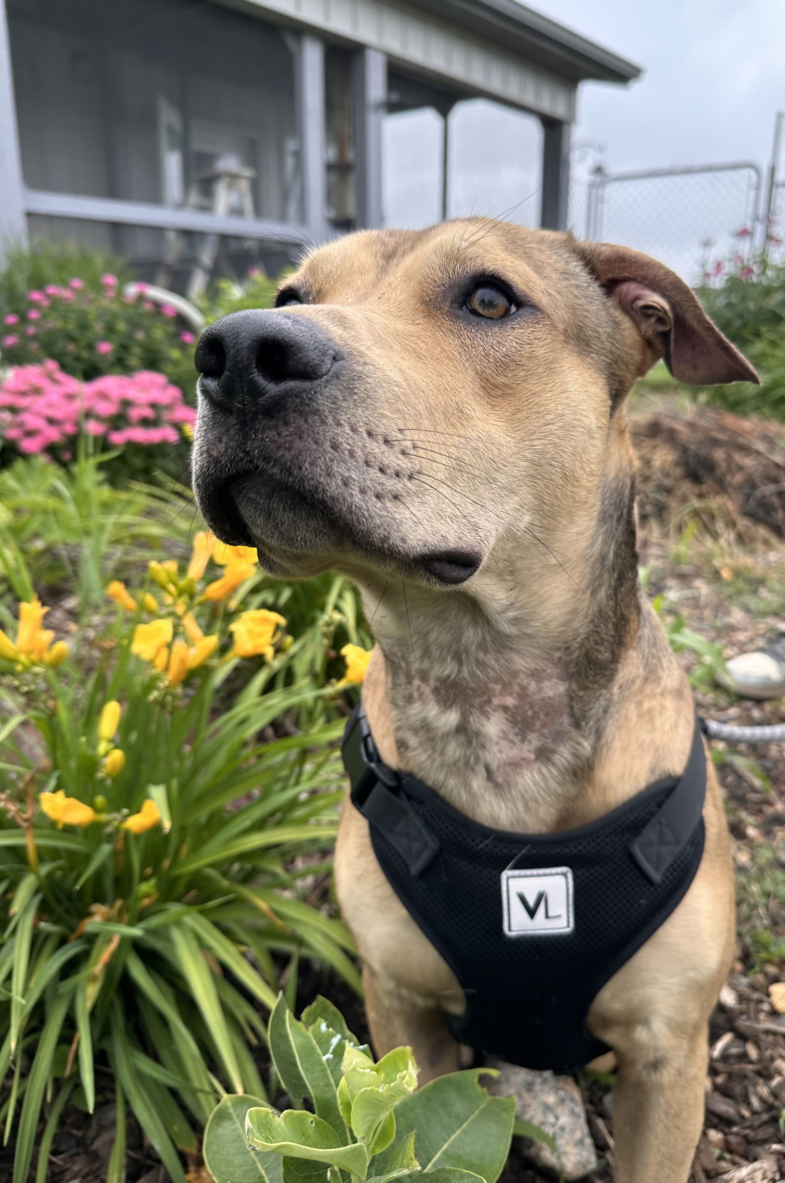 Sam, an adoptable Pit Bull Terrier in Estherville, IA, 51334 | Photo Image 1
