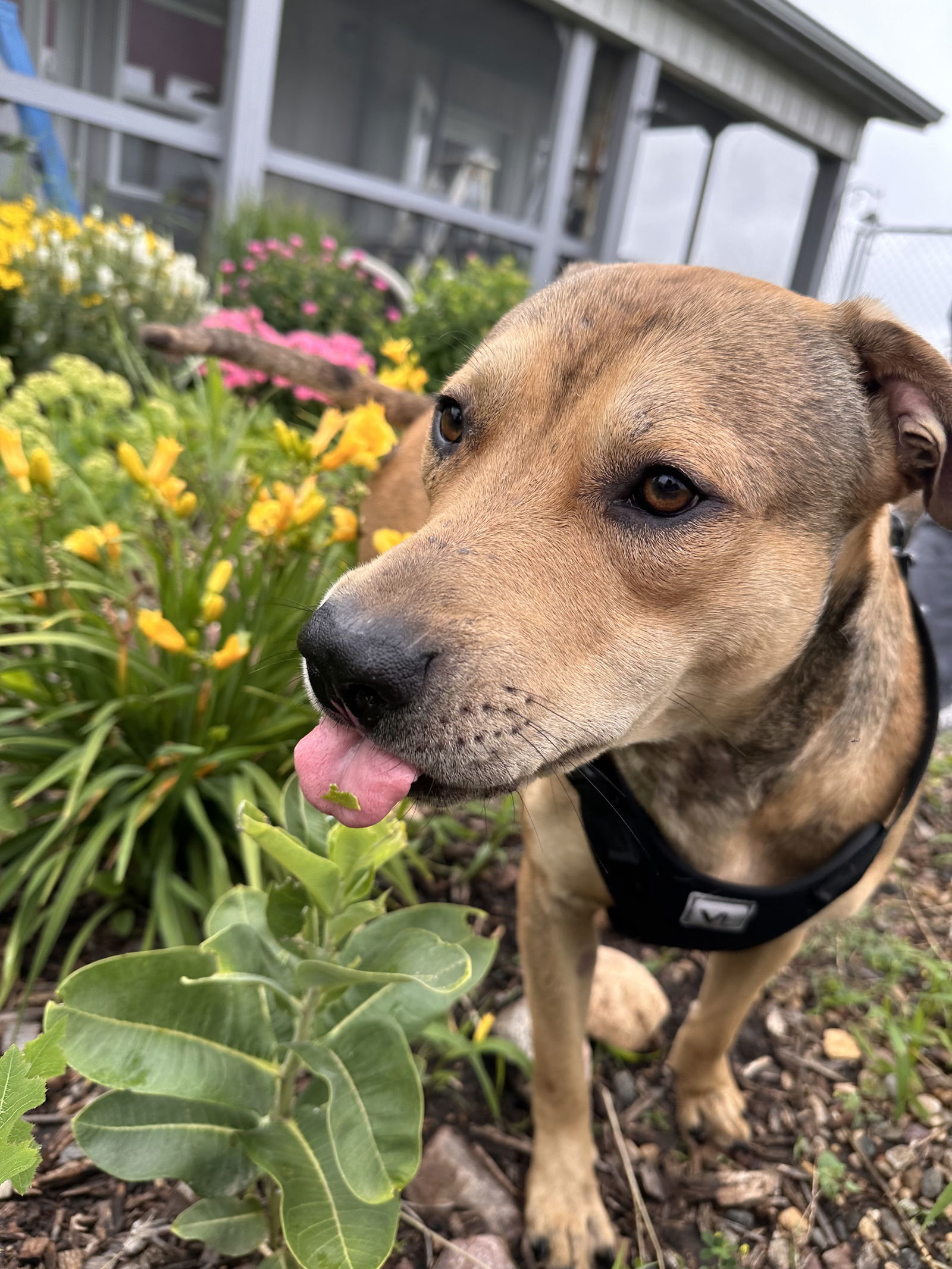 Sam, an adoptable Pit Bull Terrier in Estherville, IA, 51334 | Photo Image 2