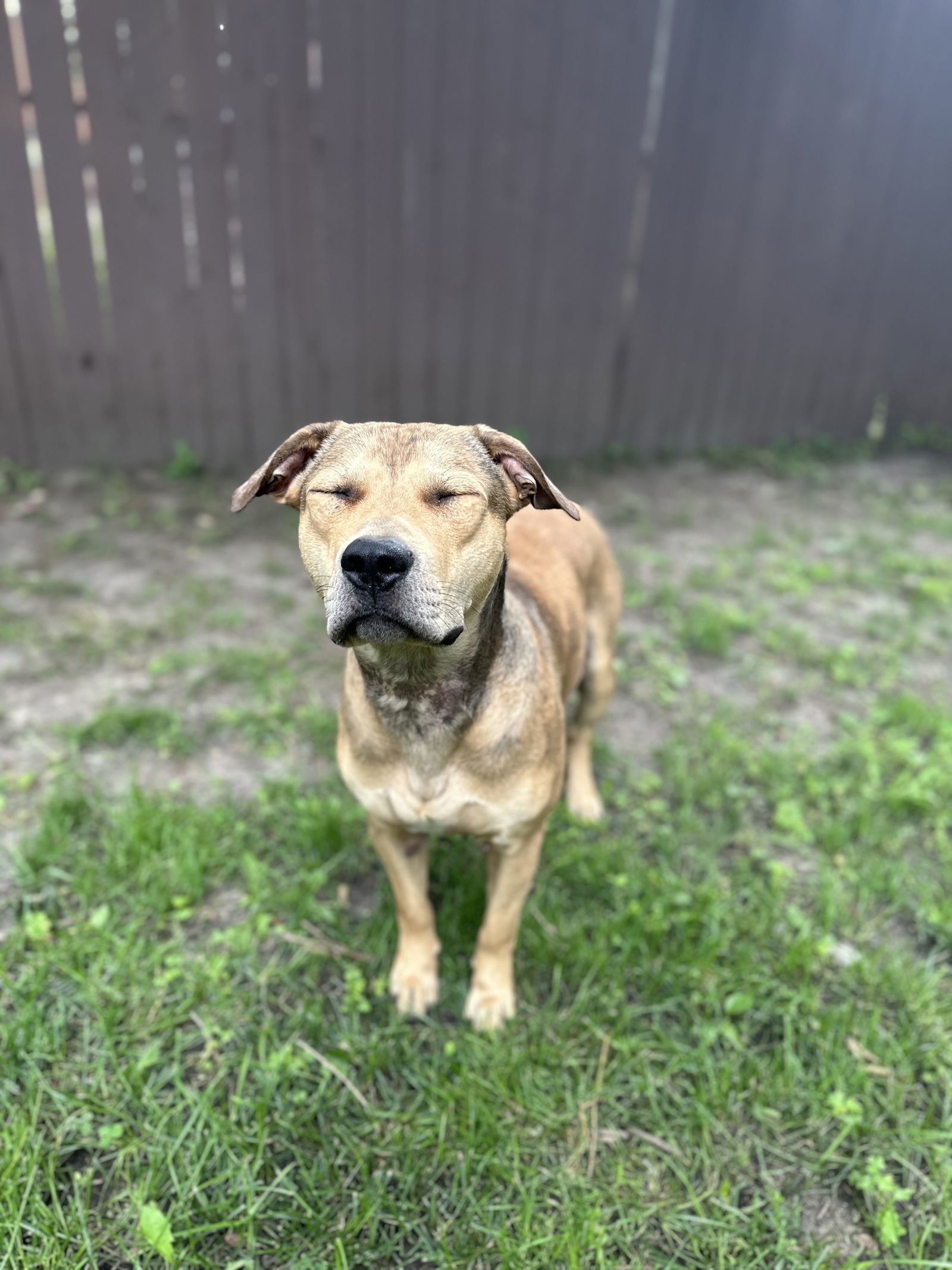 Sam, an adoptable Pit Bull Terrier in Estherville, IA, 51334 | Photo Image 3