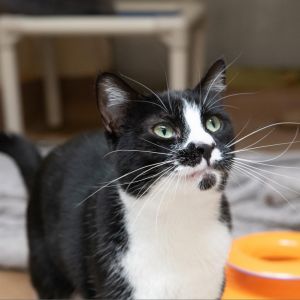 My name is Chun-Li Here is what my foster mom has to say about me Shes a wonderful cat Such
