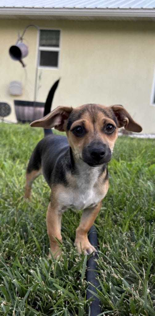 rainy, an adoptable Chihuahua, Dachshund in Midway, UT, 84049 | Photo Image 1