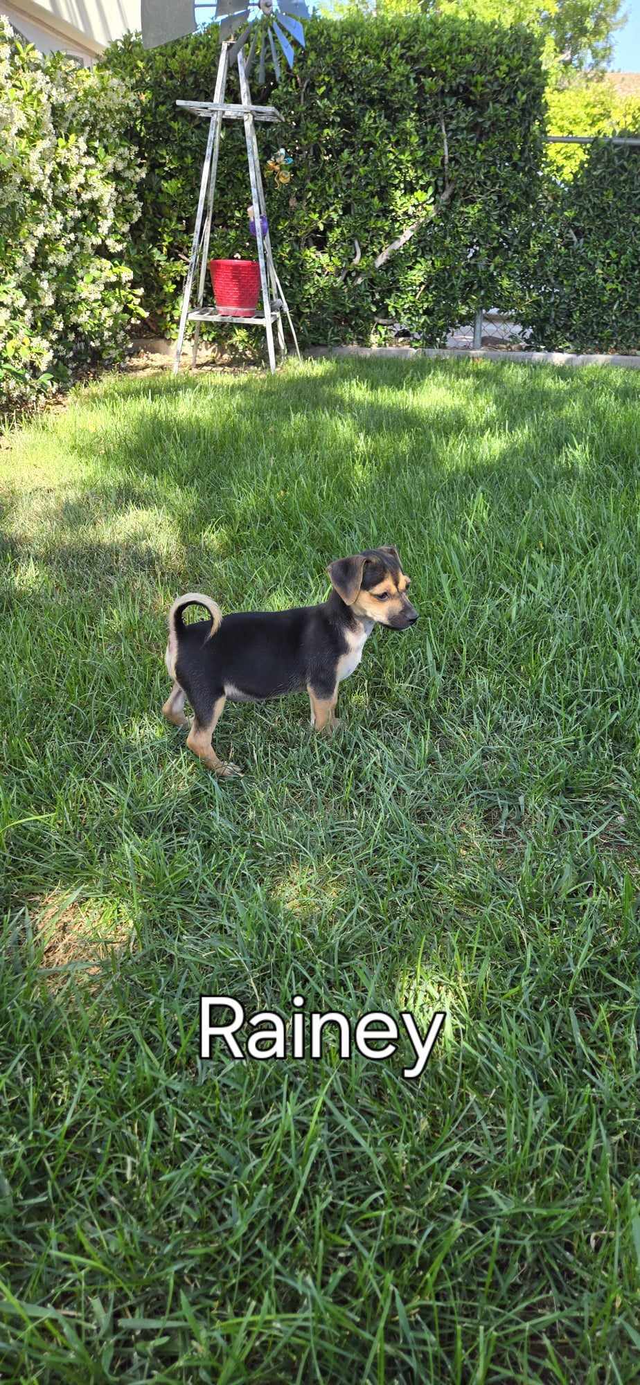 rainy, an adoptable Chihuahua, Dachshund in Midway, UT, 84049 | Photo Image 2