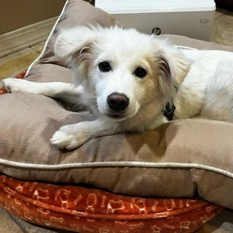 Glacier, an adoptable American Eskimo Dog in Show Low, AZ, 85901 | Photo Image 2