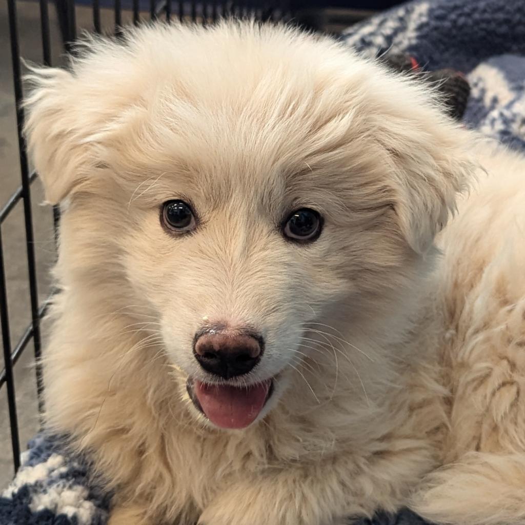 Glacier, an adoptable American Eskimo Dog in Show Low, AZ, 85901 | Photo Image 3