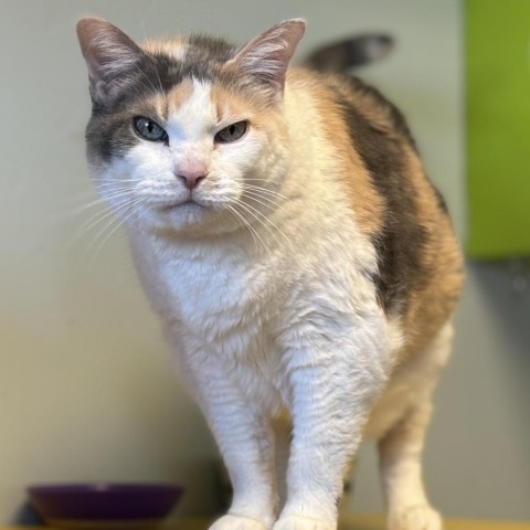 Gypsy, an adoptable Domestic Short Hair in Park City, UT, 84098 | Photo Image 1