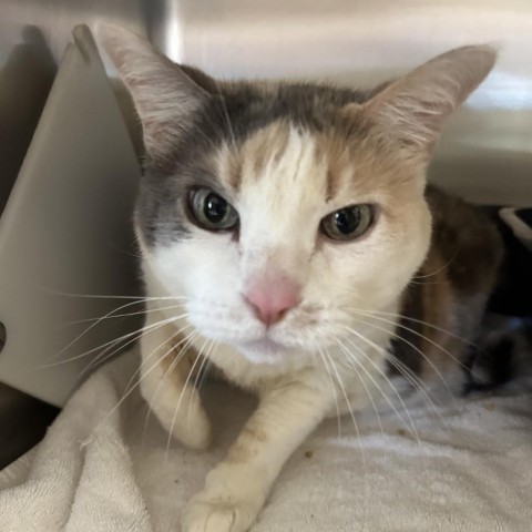 Gypsy, an adoptable Domestic Short Hair in Park City, UT, 84098 | Photo Image 2