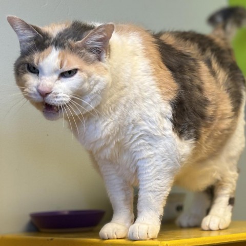 Gypsy, an adoptable Domestic Short Hair in Park City, UT, 84098 | Photo Image 3