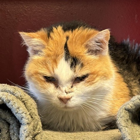 Midwest Indigo, an adoptable Domestic Short Hair in Park City, UT, 84098 | Photo Image 1