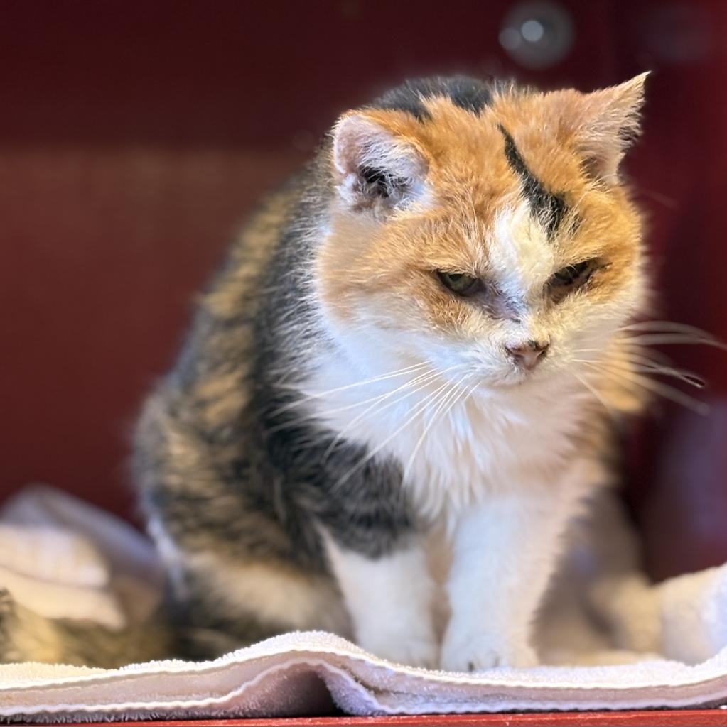 Midwest Indigo, an adoptable Domestic Short Hair in Park City, UT, 84098 | Photo Image 1