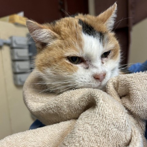 Midwest Indigo, an adoptable Domestic Short Hair in Park City, UT, 84098 | Photo Image 2