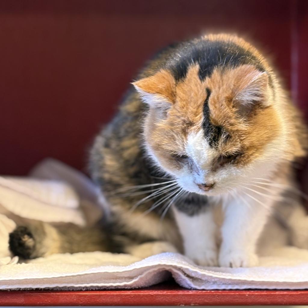 Midwest Indigo, an adoptable Domestic Short Hair in Park City, UT, 84098 | Photo Image 2