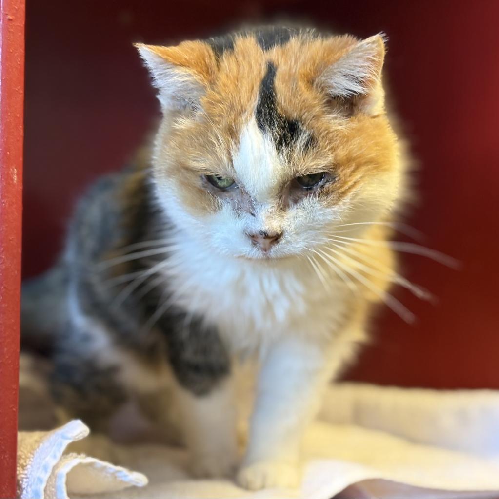 Midwest Indigo, an adoptable Domestic Short Hair in Park City, UT, 84098 | Photo Image 2