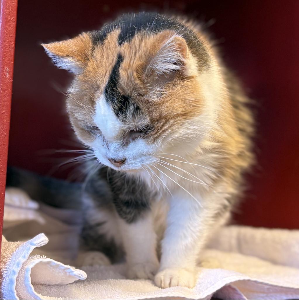 Midwest Indigo, an adoptable Domestic Short Hair in Park City, UT, 84098 | Photo Image 3