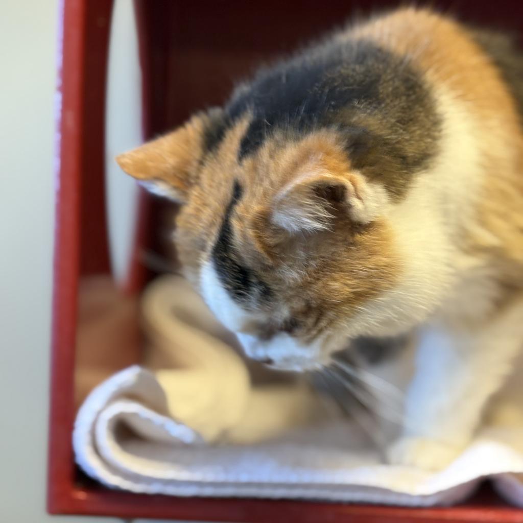 Midwest Indigo, an adoptable Domestic Short Hair in Park City, UT, 84098 | Photo Image 4