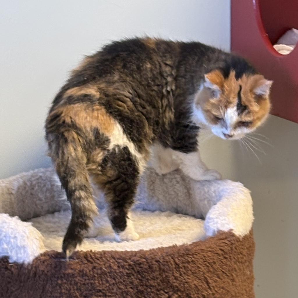 Midwest Indigo, an adoptable Domestic Short Hair in Park City, UT, 84098 | Photo Image 4