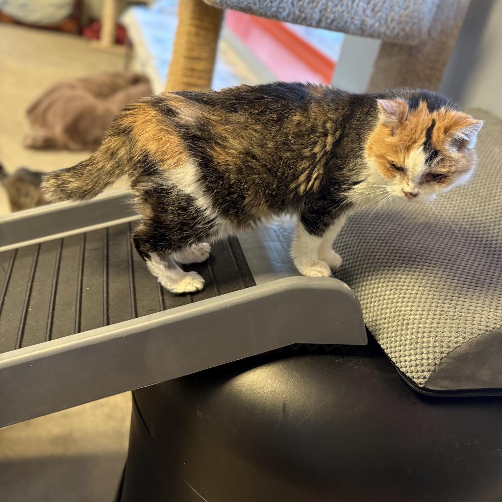 Midwest Indigo, an adoptable Domestic Short Hair in Park City, UT, 84098 | Photo Image 5