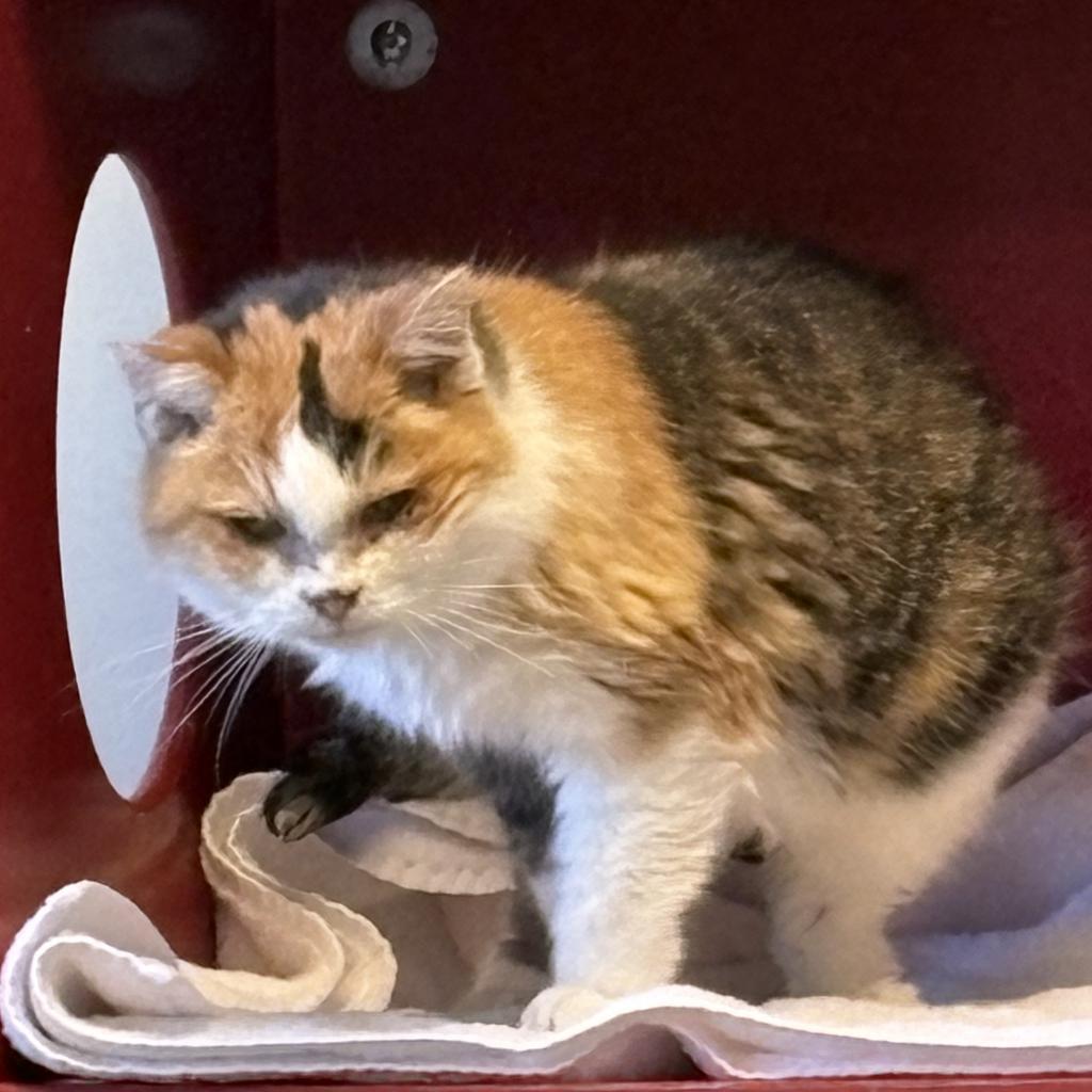 Midwest Indigo, an adoptable Domestic Short Hair in Park City, UT, 84098 | Photo Image 6