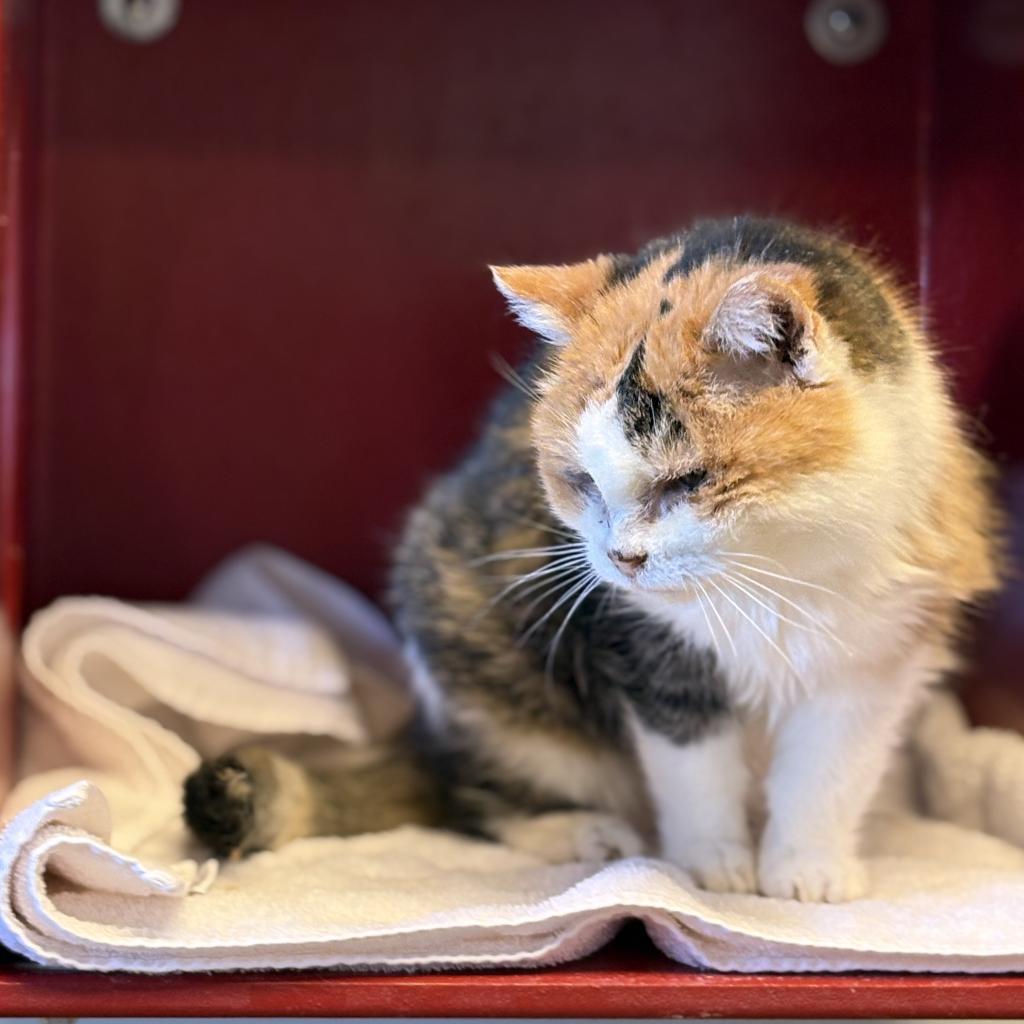 Midwest Indigo, an adoptable Domestic Short Hair in Park City, UT, 84098 | Photo Image 6