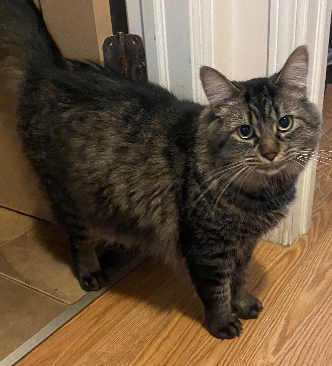 Merlin