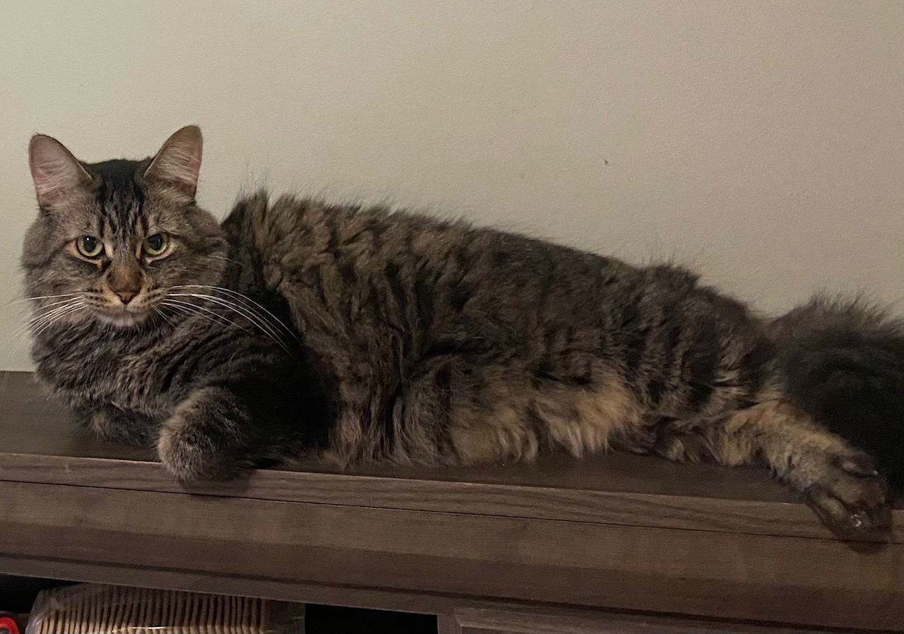 Merlin