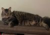 Merlin photo 2