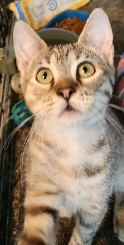 Exalta, an adoptable Tabby, Domestic Short Hair in Pineville, LA, 71361 | Photo Image 1