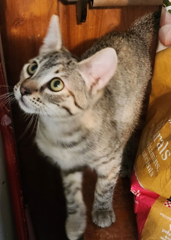 Exalta, an adoptable Tabby, Domestic Short Hair in Pineville, LA, 71361 | Photo Image 2