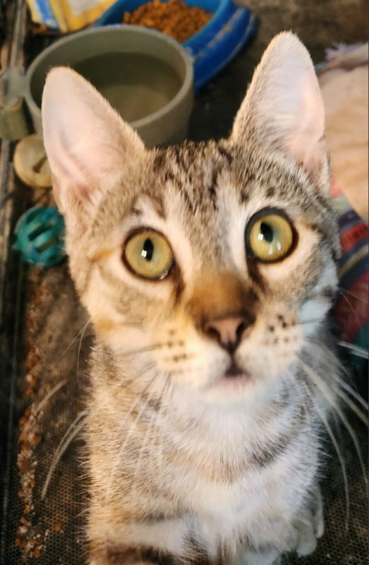 Exalta, an adoptable Tabby, Domestic Short Hair in Pineville, LA, 71361 | Photo Image 3