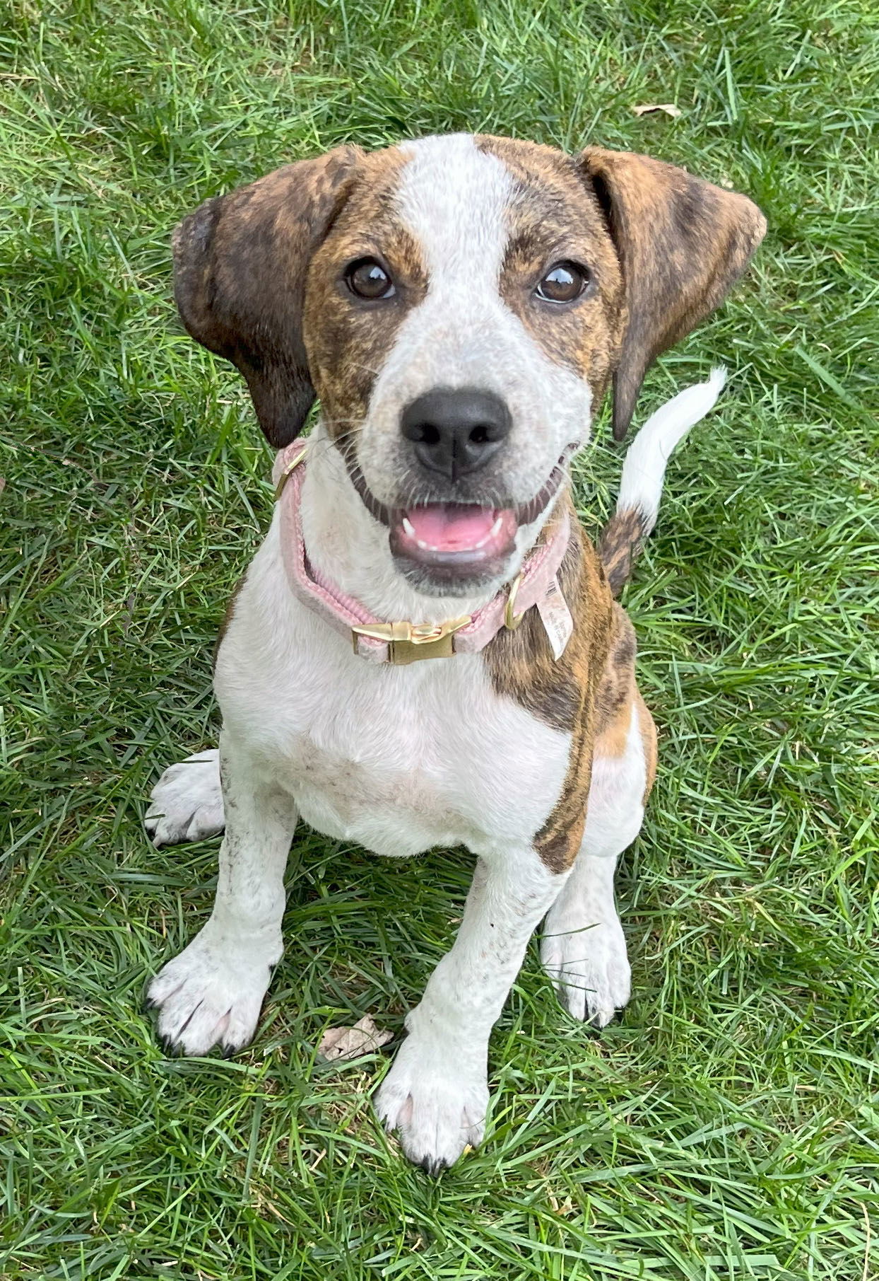 Dog for adoption - Briana/Amber, a Hound in Herndon, VA | Petfinder