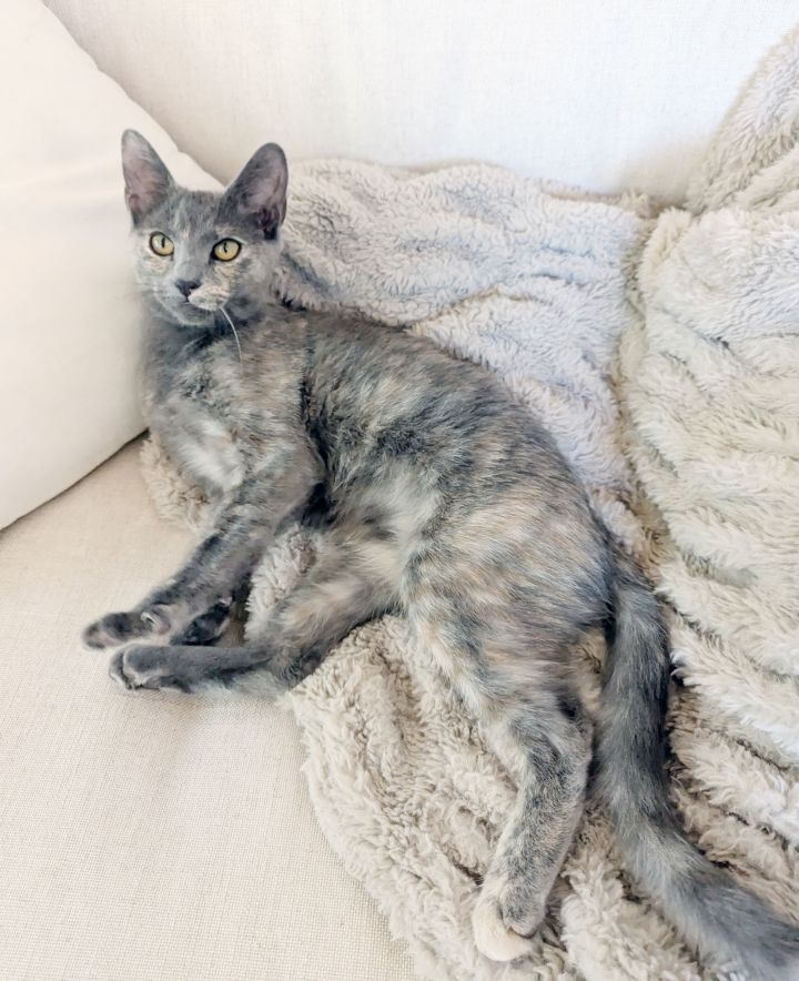 Sylvie 1
