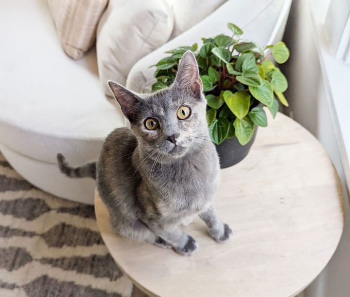Sylvie 2