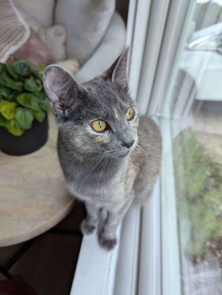 Sylvie 3