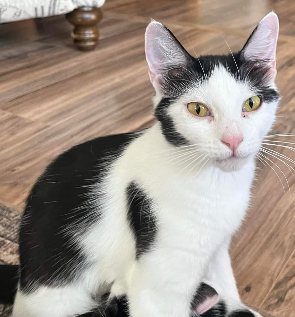 Venus, an adoptable Domestic Short Hair in Grand Rapids, MN, 55744 | Photo Image 1