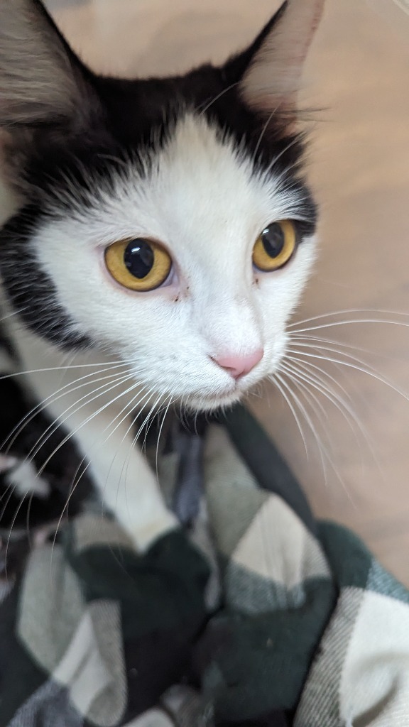 Venus, an adoptable Domestic Short Hair in Grand Rapids, MN, 55744 | Photo Image 2