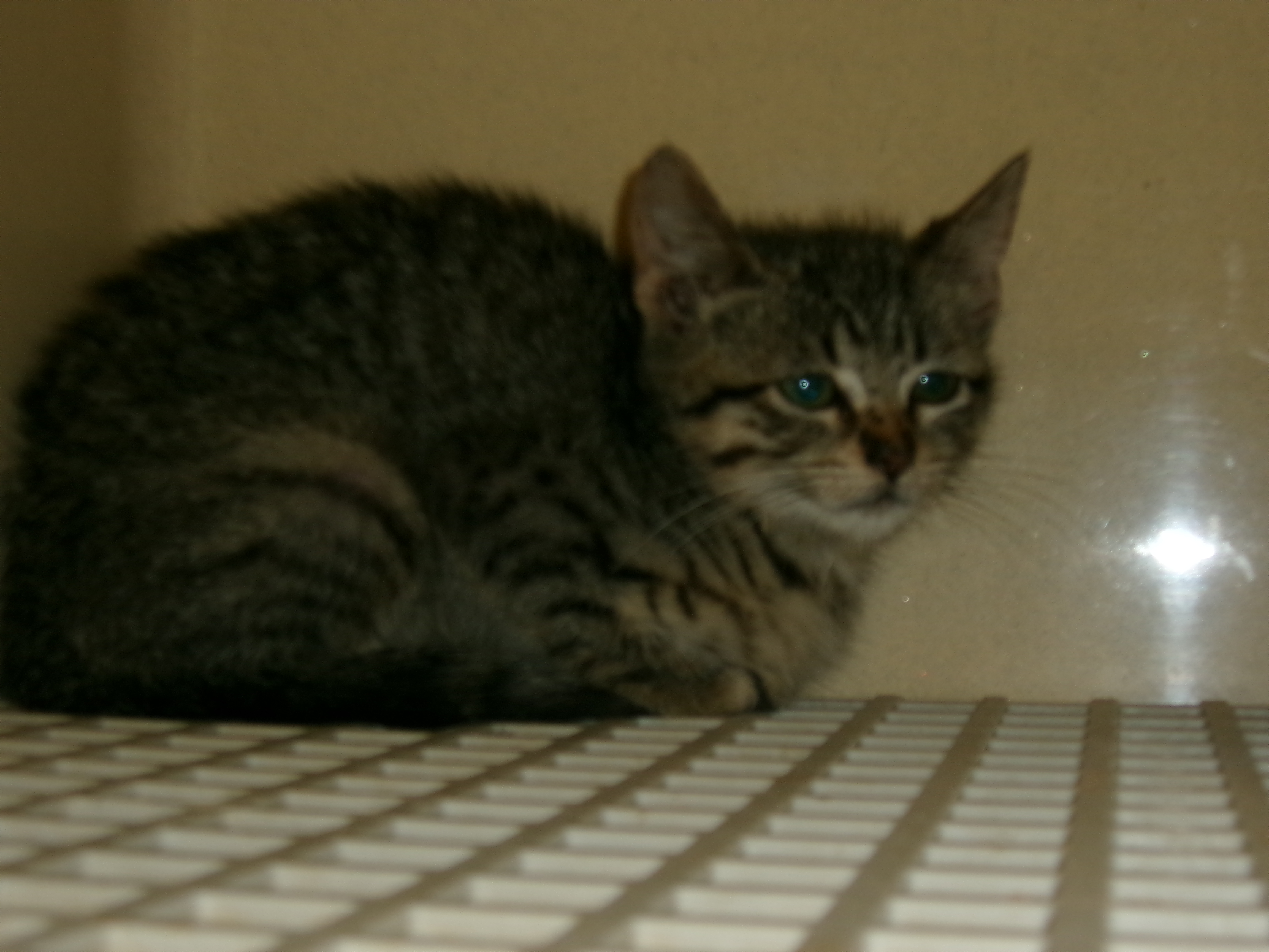 80923, an adoptable Domestic Short Hair in Clovis, NM, 88101 | Photo Image 1