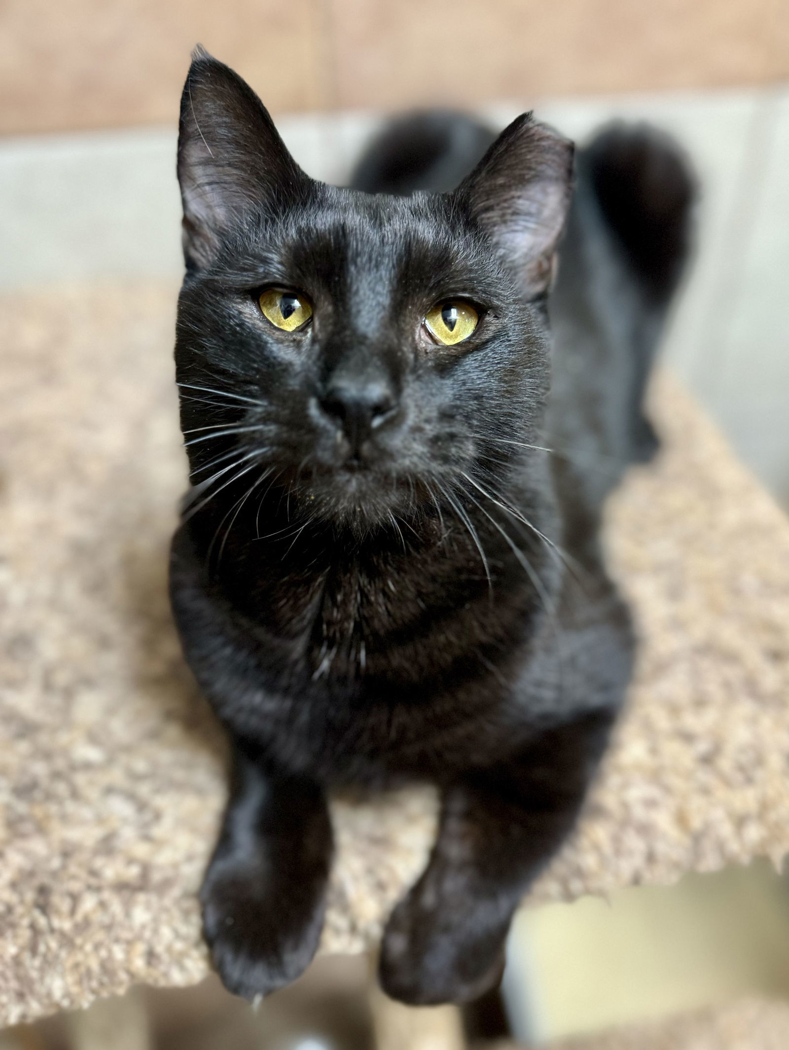 Meow Meow Kitty (24-552)