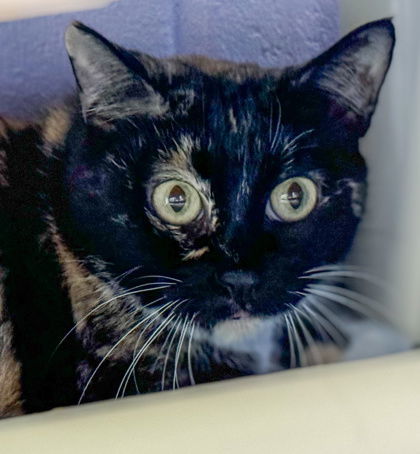 Lily, an adoptable Domestic Short Hair in Gwinn, MI, 49841 | Photo Image 1