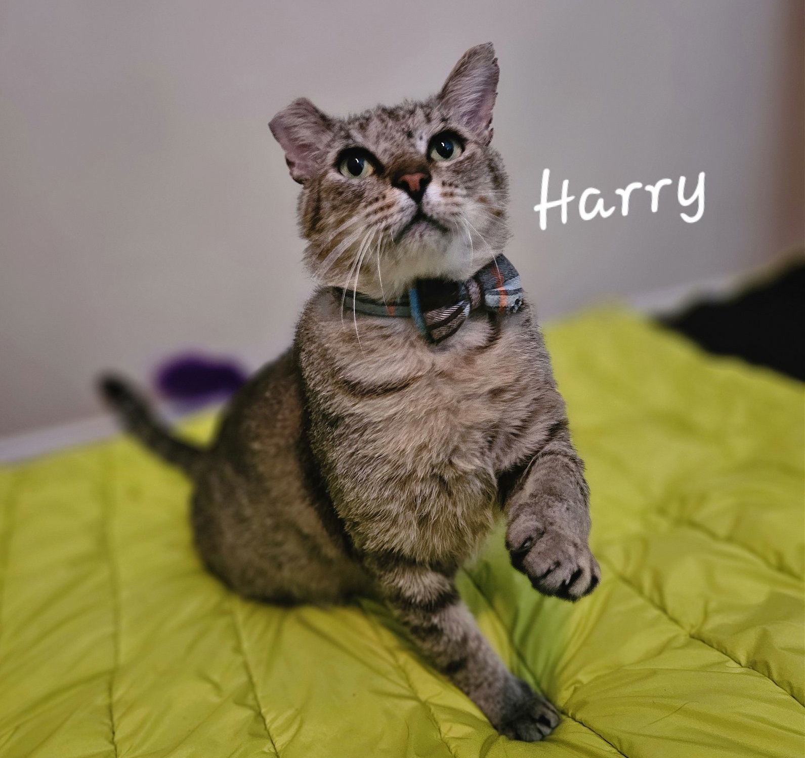 Harry #FIV-Pos