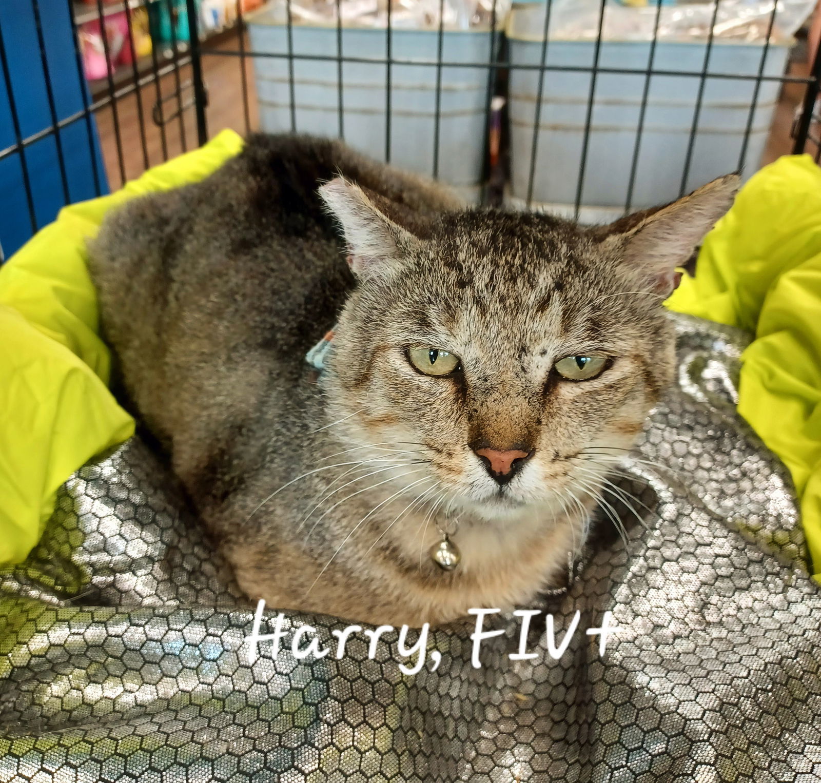 Harry #FIV-Pos