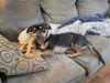 Morty photo 1