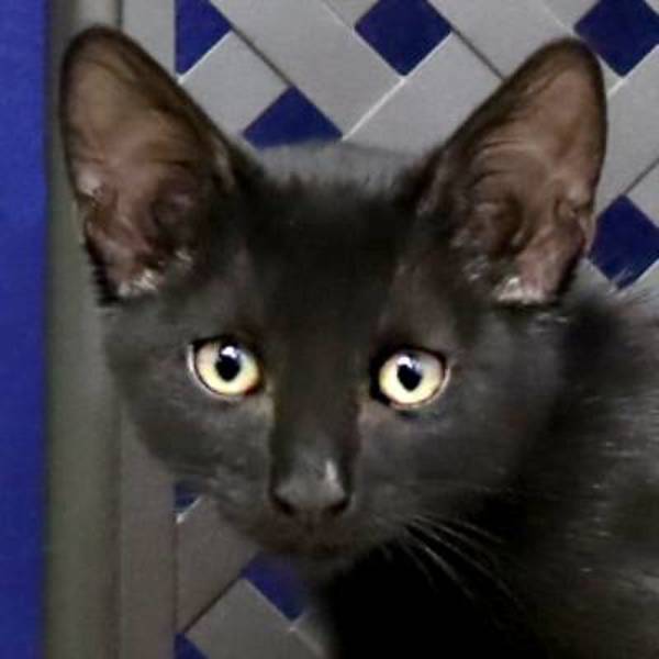 Larry, an adoptable Domestic Short Hair in Fort Davis, TX, 79734 | Photo Image 1