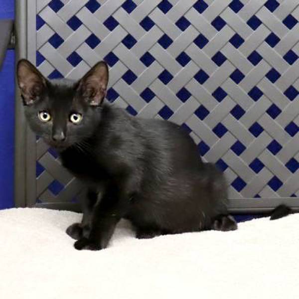 Larry, an adoptable Domestic Short Hair in Fort Davis, TX, 79734 | Photo Image 2